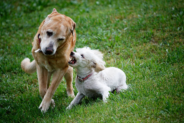 Petit chien qui est en approche agressive avec un grand chien mal à l'aise