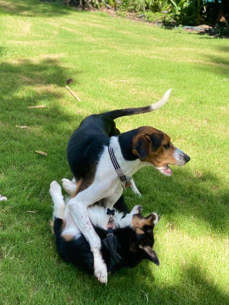 educanin senart interraction canine chien
