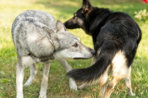 Rencontre positive entre deux chiens qui ont un bonne communication, ils se reniflent à l'arrière