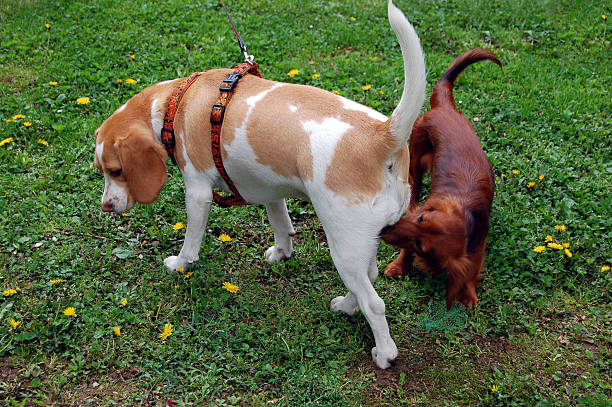 Chiens qui se reniflent communication positive