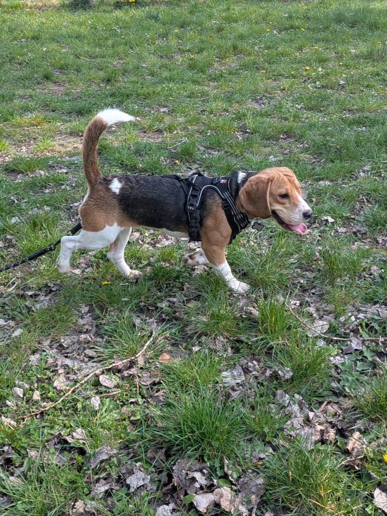 Comment répondre aux besoins de mon chien ?